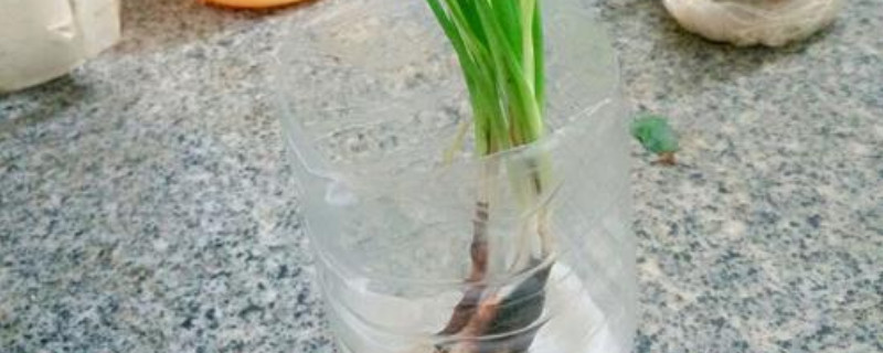 飲料瓶水培大蔥的方法