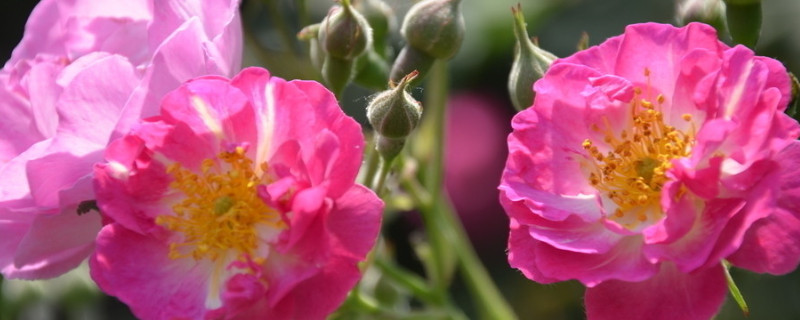 薔薇花是什么季節開的