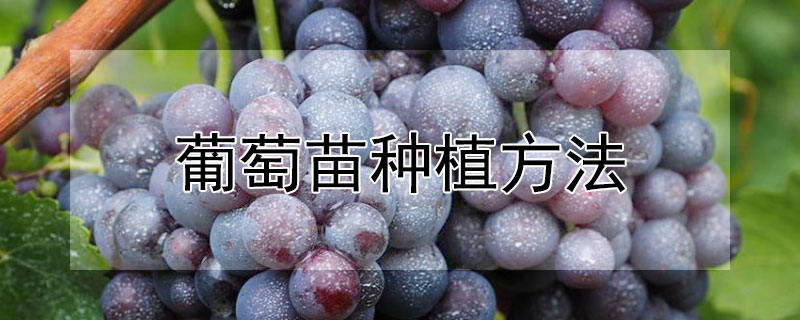 葡萄苗種植方法