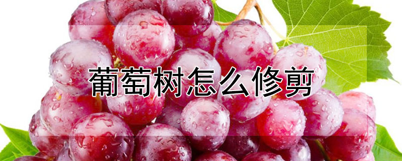 葡萄樹怎么修剪
