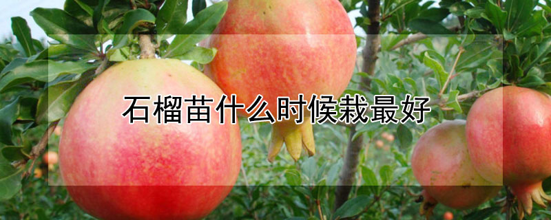 石榴苗什么時候栽最好