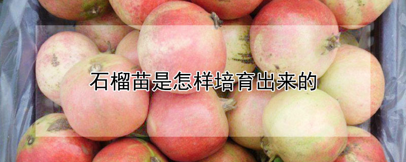 石榴苗是怎樣培育出來的