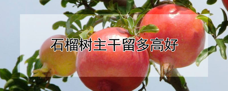 石榴樹主干留多高好