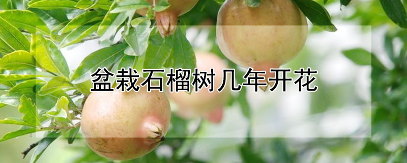 盆栽石榴樹幾年開花