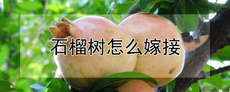 石榴樹怎么嫁接