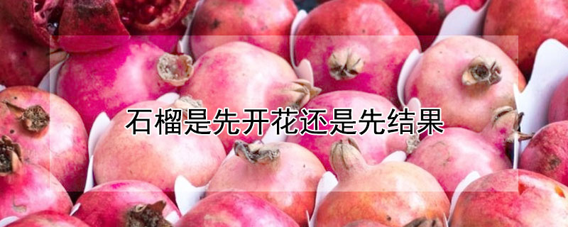 石榴是先開花還是先結果