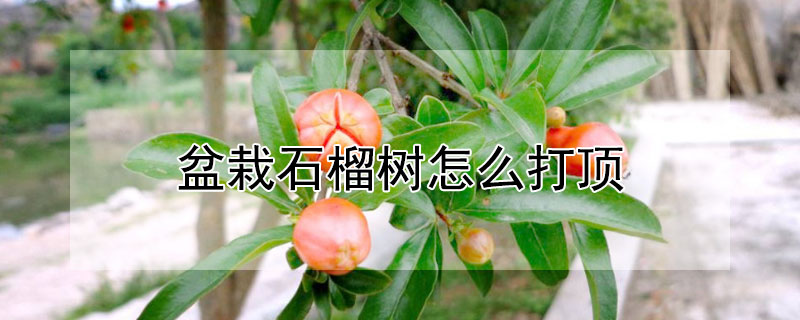 盆栽石榴樹怎么打頂