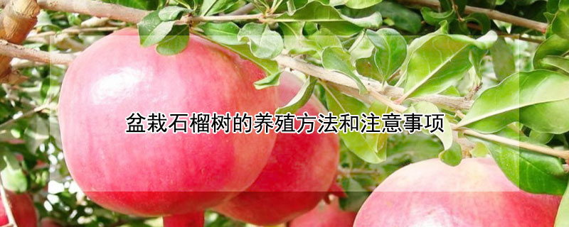 盆栽石榴樹的養殖方法和注意事項