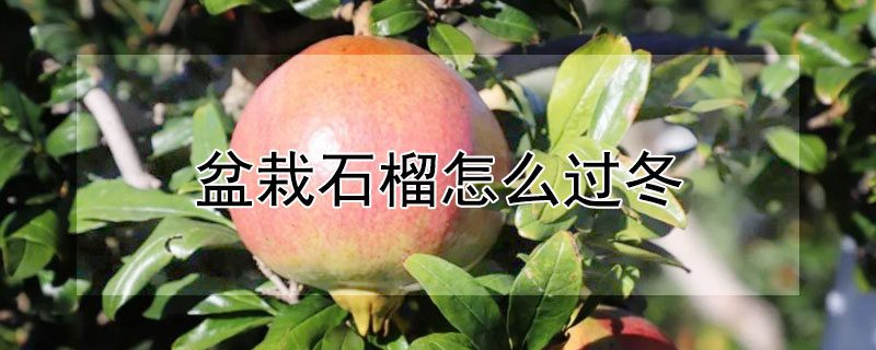盆栽石榴怎么過冬