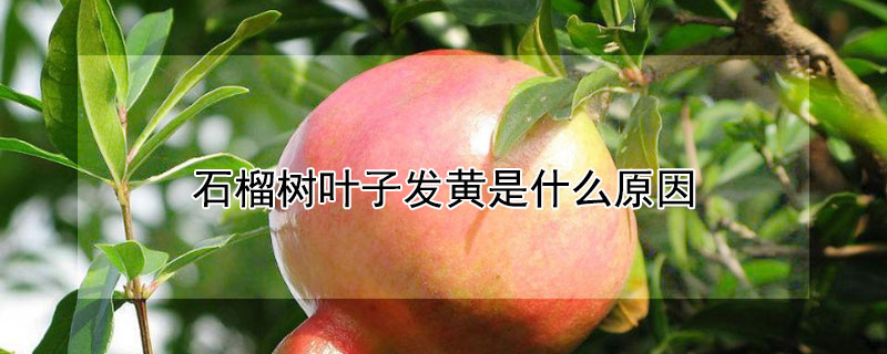 石榴樹葉子發黃是什么原因