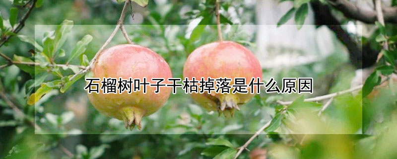 石榴樹葉子干枯掉落是什么原因