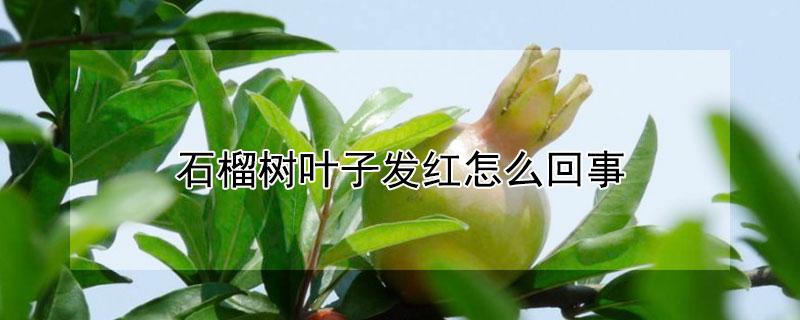 石榴樹葉子發紅怎么回事