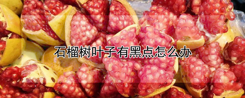 石榴樹葉子有黑點(diǎn)怎么辦