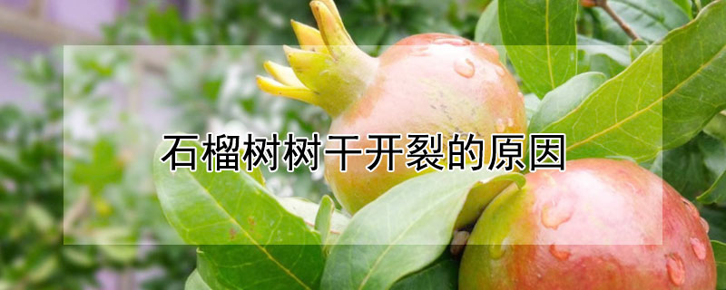 石榴樹樹干開裂的原因