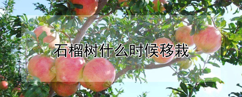 石榴樹什么時(shí)候移栽