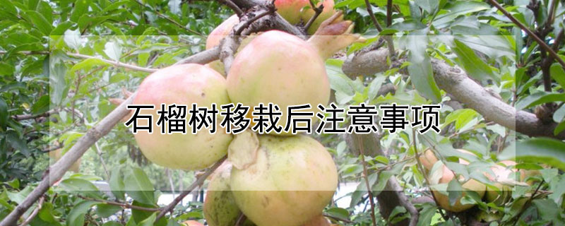 石榴樹移栽后注意事項