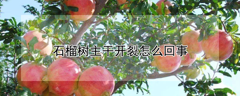 石榴樹主干開裂怎么回事