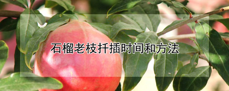 石榴老枝扦插時(shí)間和方法