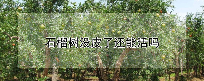 石榴樹沒皮了還能活嗎