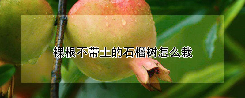 裸根不帶土的石榴樹怎么栽