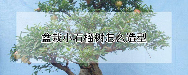 盆栽小石榴樹怎么造型