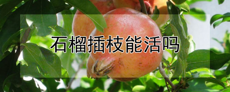 石榴插枝能活嗎
