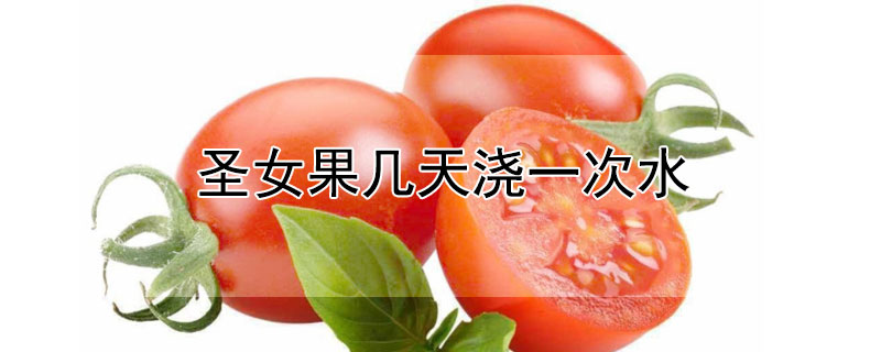 圣女果幾天澆一次水