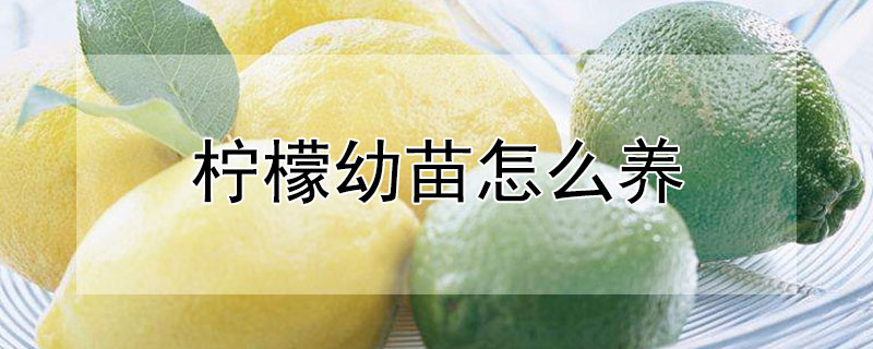 檸檬幼苗怎么養