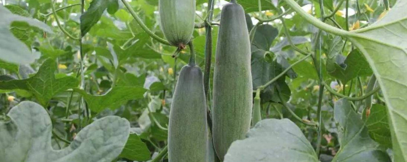 羊角蜜甜瓜種植時間與方法是什么