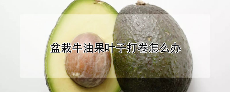 盆栽牛油果葉子打卷怎么辦