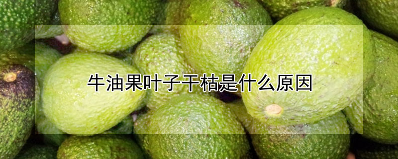 牛油果葉子干枯是什么原因