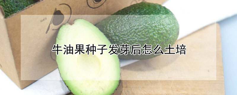 牛油果種子發(fā)芽后怎么土培