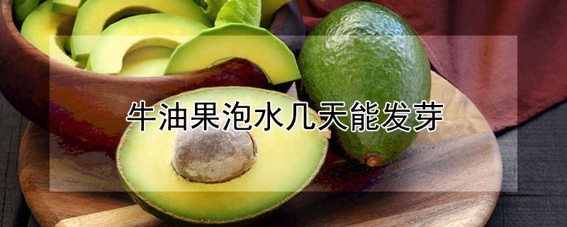 牛油果泡水幾天能發芽