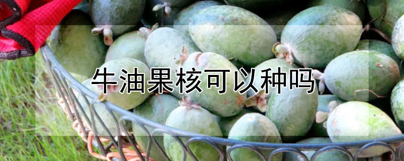 牛油果核可以種嗎