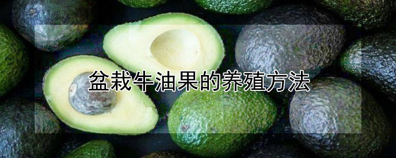 盆栽牛油果的養殖方法