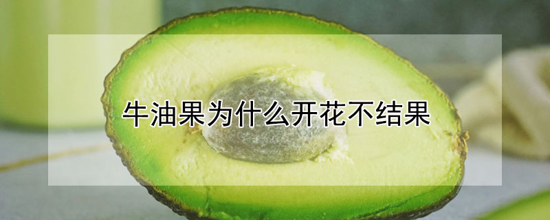 牛油果為什么開花不結果