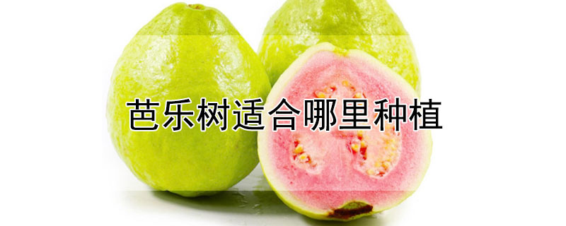 芭樂樹適合哪里種植