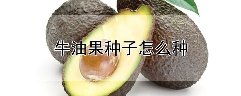 牛油果種子怎么種