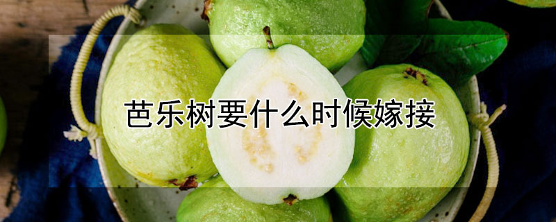 芭樂樹要什么時候嫁接