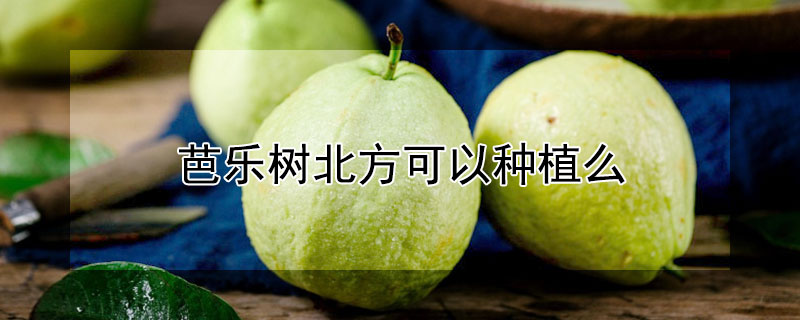 芭樂樹北方可以種植么