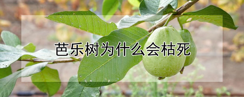 芭樂樹為什么會枯死
