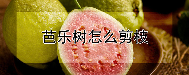 芭樂樹怎么剪枝
