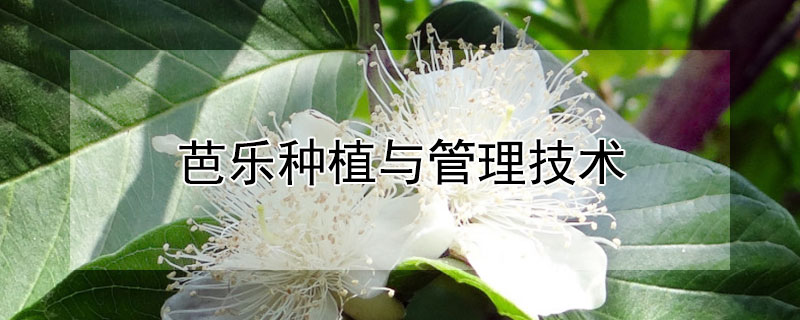 芭樂種植與管理技術(shù)