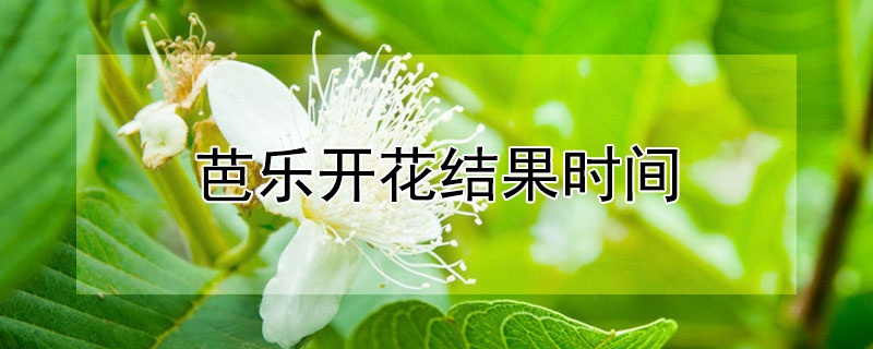 芭樂開花結果時間