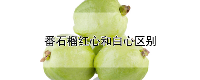 番石榴紅心和白心區(qū)別