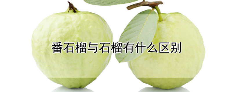 番石榴與石榴有什么區(qū)別
