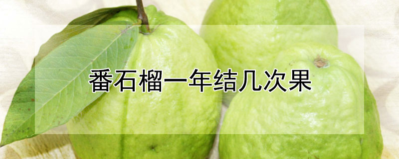 番石榴一年結(jié)幾次果