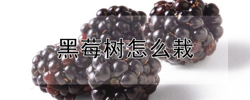 黑莓樹怎么栽