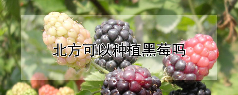北方可以種植黑莓嗎