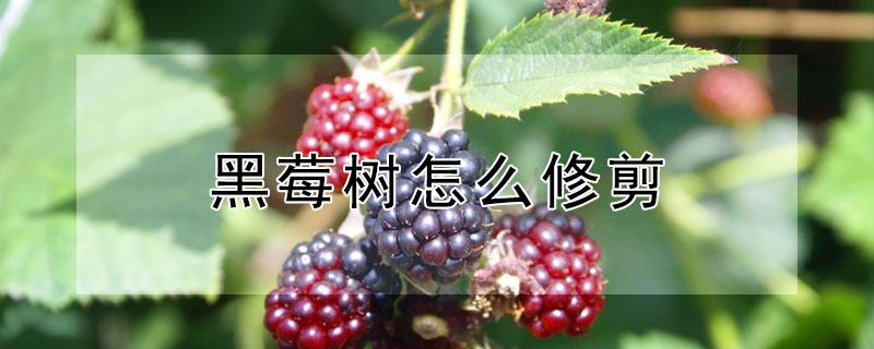 黑莓樹怎么修剪
